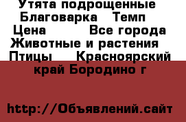 Утята подрощенные “Благоварка“,“Темп“ › Цена ­ 100 - Все города Животные и растения » Птицы   . Красноярский край,Бородино г.